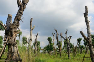 Hà Nội: Xà cừ chết khô ở điểm tập kết sau khi đánh chuyển