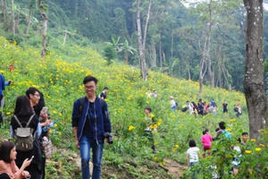 Ba Vì rực rỡ mùa hoa dã quỳ