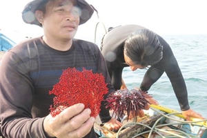 Thấy gì dưới đáy biển sau thảm họa cá chết?