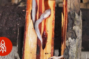 Ăn sống sâu gỗ nhầy nhụa – món đặc sản xếp hạng "kinh dị”