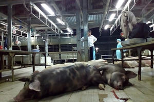 Bơm nước bẩn 623 con heo để xẻ thịt bán tại Sài Gòn
