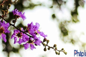 Hà Nội: Bằng lăng, phượng hồng đua nhau khoe sắc