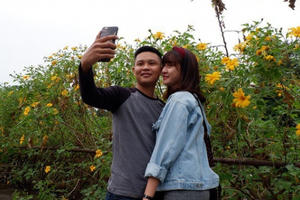 Giới trẻ đổ xô đi ngắm hoa dã quỳ Ba Vì