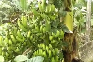 Phú Thọ: Chuyện lạ cây chuối có 2 buồng