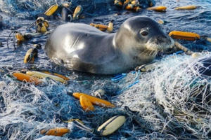 Chung tay bảo vệ môi trường biển