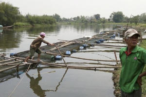 Thừa Thiên Huế: Cá nuôi lồng chết hàng loạt trên sông Bồ Thừa Thiên Huế: Cá nuôi lồng chết hàng loạt trên sông Bồ