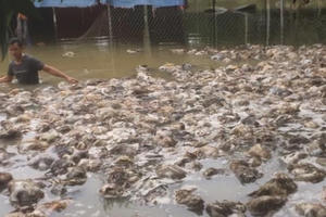 Thủy Tiên hỗ trợ chủ trang trại gà trắng tay sau lũ tái khởi nghiệp