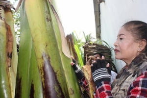 Trà Vinh: Làng quê náo động vì lời đồn cây chuối "khủng" biết… báo mộng (!)