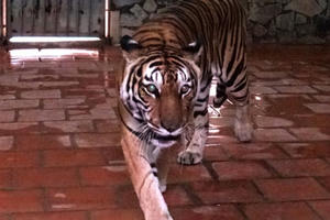 Chuyện ly kỳ về người mắc màn ngủ cùng hổ, sư tử giữa lòng Hà Nội