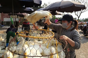 Kì lạ giá gia cầm đang "rẻ như rau", vẫn ồ ạt nhập về