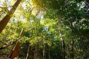 3 dự án chuyển đổi rừng tự nhiên bị từ chối