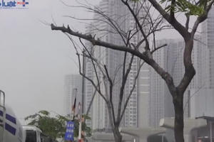 TP HCM: Hàng loạt cây xanh trụi lá, héo vàng trên xa lộ Hà Nội