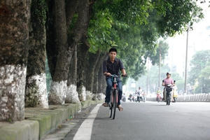 106 cây cổ thụ trên đường Kim Mã sẽ được di chuyển về Văn Giang