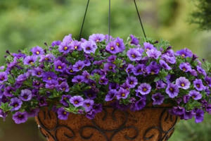 Tử vi hôm nay 21/6 của 12 cung hoàng đạo: Song Tử rối bời trong chuyện tình cảm