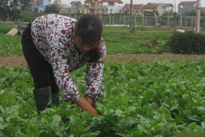 Làm rau chuẩn VietGAP thu nhập 500 triệu/ha