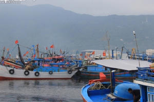 Đà Nẵng: Xử lý vấn đề môi trường tại Âu thuyền và Cảng cá Thọ Quang