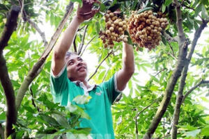 Hưng Yên coi trọng nông nghiệp công nghệ cao