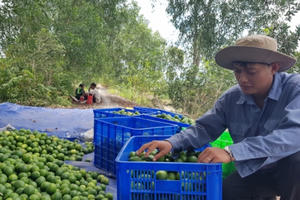 Thị trường Nhật Bản khắt khe đã rộng cửa cho trái chanh Việt Nam