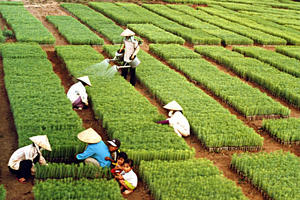 Ngành Nông nghiệp và Môi trường đặt mục tiêu xuất khẩu gần 74 tỷ USD năm 2026