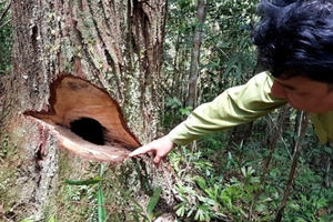 Quảng Nam: Vụ rừng pơmu bị phá: Kỷ luật Đảng hàng loạt cán bộ