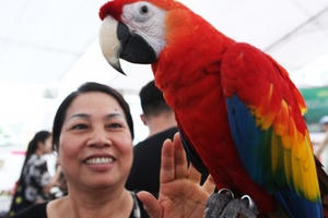 Cận cảnh “vẹt nhà giàu” hơn 200 triệu đồng không bán