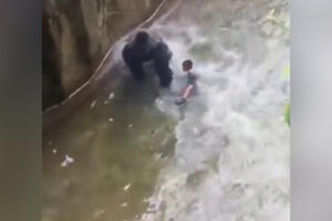 Bé trai 4 tuổi bị khỉ đột kéo lê trong chuồng