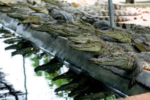 Cá sấu rớt giá thảm hại, người nuôi dở khóc dở mếu