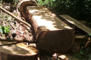 Thanh Hóa: Làm rõ trách nhiệm việc tàn phá rừng ở Pù Luông