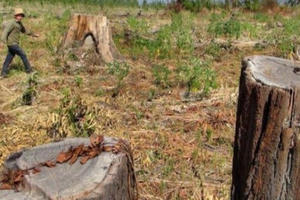 Buông lỏng quản lý, nông, lâm trường dễ thành các 'điểm nóng' đất đai