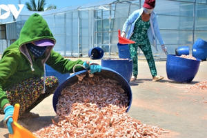 “Tôm khô Rạch Gốc” làm không đủ bán