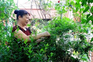 Đi đầu Thủ đô: 17 năm trồng rau, nuôi gà trên tầng thượng