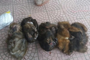 Nghệ An: Bắt đối tượng vận chuyển 7 cá thể khỉ mặt đỏ