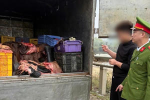 Phát hiện xe tải chở hơn 1,2 tấn mỡ, da trâu bò không giấy kiểm dịch trên Quốc lộ 2
