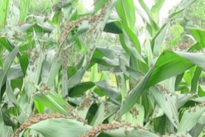 Dịch châu chấu tấn công huyện Thạch An, Cao Bằng