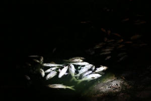 Hà Nội: Trắng đêm "cứu cá" tại hồ Hoàng Cầu