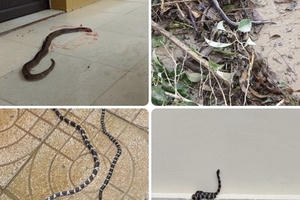 Dọn nhà sau lũ, kinh hãi khi phát hiện nhiều “tử thần” ẩn nấp