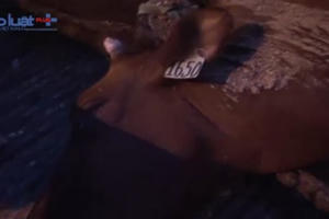 Gia Lai: Phát hiện xe tải chở 4 con bò đã chết bốc mùi hôi thối đi tiêu thụ