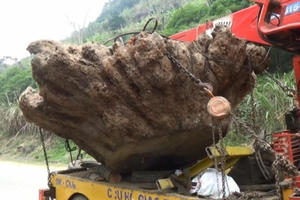 Đường đi của gốc cây Gù Hương "khủng" giá tiền tỷ tại Bắc Kạn