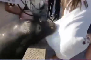 Clip bé gái may mắn thoát khỏi sư tử biển trong gang tấc Clip bé gái may mắn thoát khỏi sư tử biển trong gang tấc