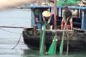 Báo động kiểu đánh bắt “tận diệt” hải sản trên vịnh Hạ Long