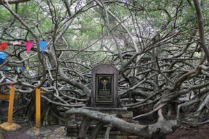 “Mê cung” Giàn Gừa nổi tiếng miền Tây