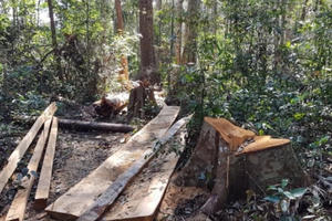 Khởi tố vụ phá rừng Bạch Tùng cổ thụ ở Lâm Đồng