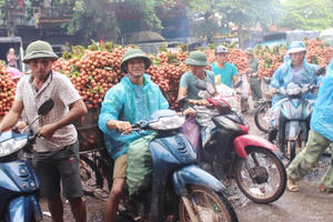 Lục Ngạn - Bắc Giang: Sắc đỏ, mầu của may mắn trên đất vải thiều