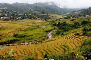 Mùa lúa vàng trên “xứ sở sương mù” Măng Ri