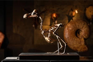 Kinh ngạc bộ xương chim được rao bán với giá gần nửa triệu đô