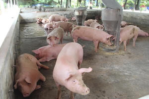 Phó tổng giám đốc CP Việt Nam: Giá heo tăng hơn 10.000 đồng so với quý một