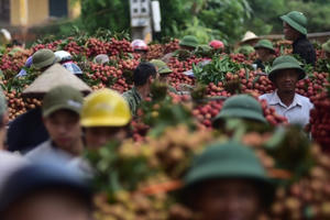 309 thương nhân Trung Quốc nhập cảnh để thu mua vải thiều Bắc Giang