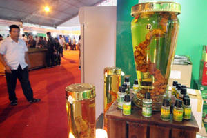 Sâm Ngọc Linh quý nhất thế giới 'đẻ ra vàng' như thế nào?