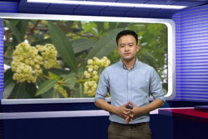 Hà Nội: Hoa sữa “ám ảnh” thay vì nồng nàn như thi ca