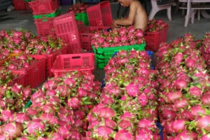 Bình Thuận: Nông dân trồng thanh long bớt lo vì giá ổn định